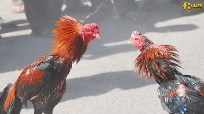 sanh-da-ga-cock-fighting-1